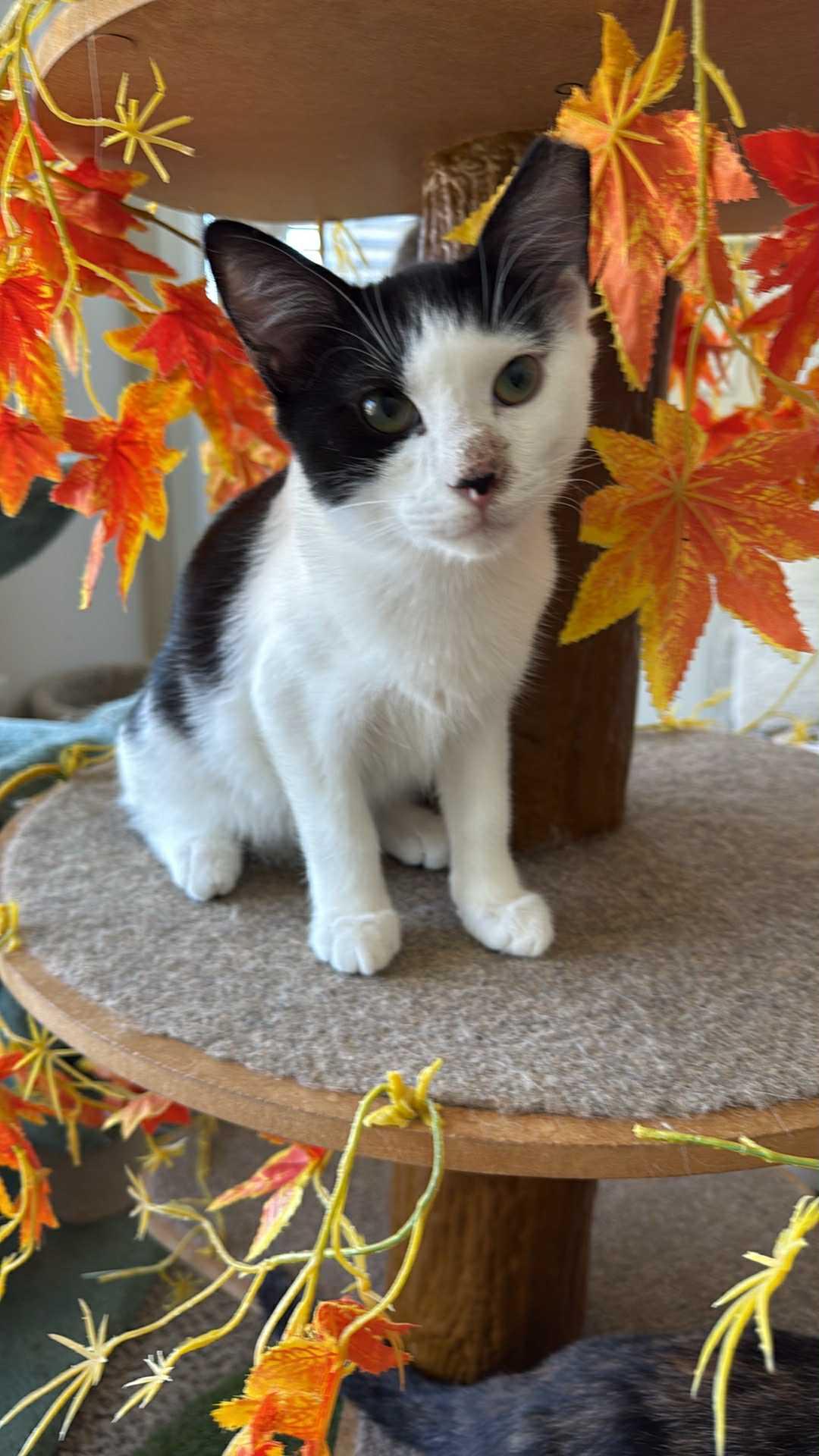 Julo, a Adoptable Domestic Short Hair in Charlotte, NC image 3/4