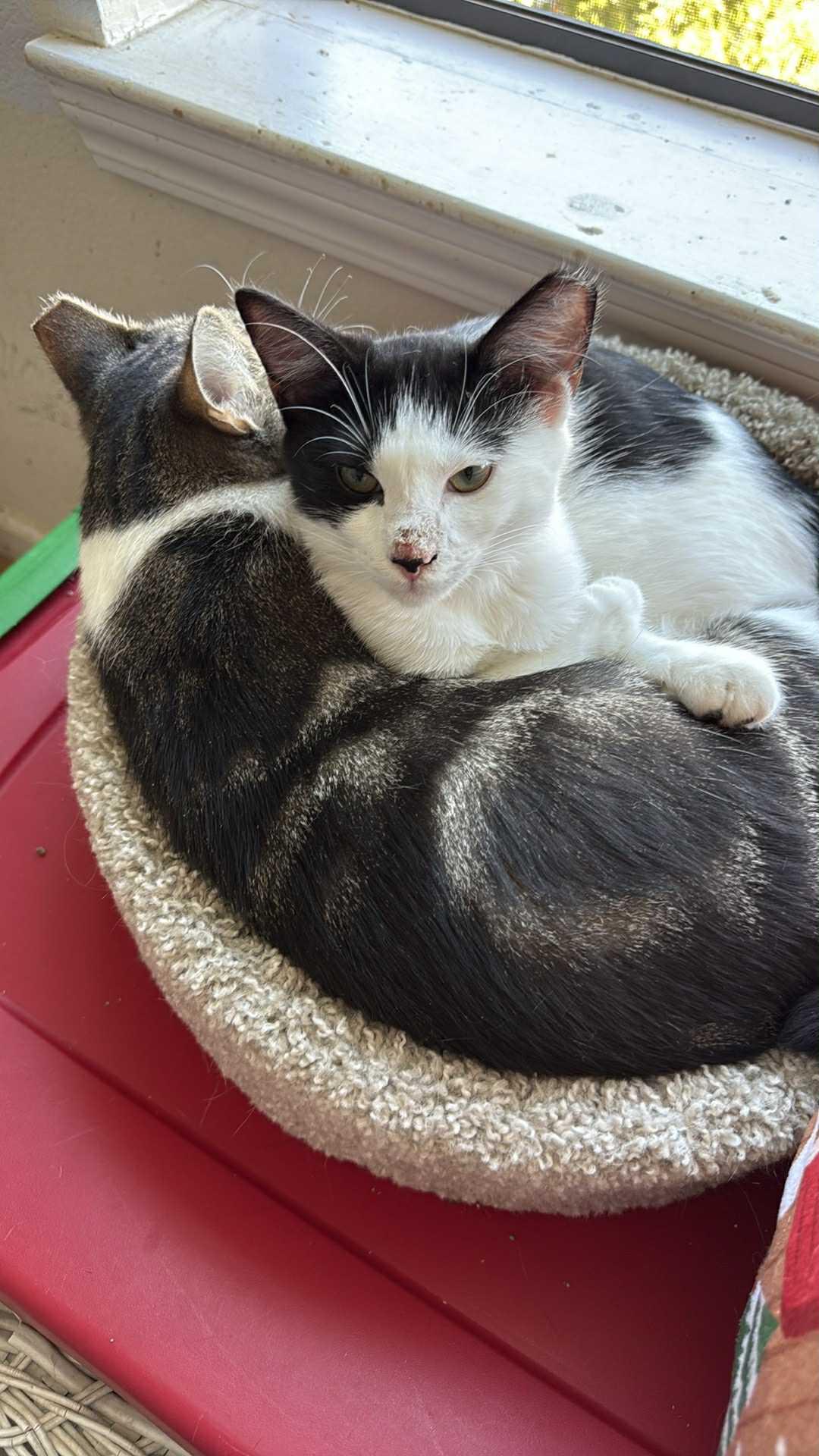 Julo, a Adoptable Domestic Short Hair in Charlotte, NC image 4/4