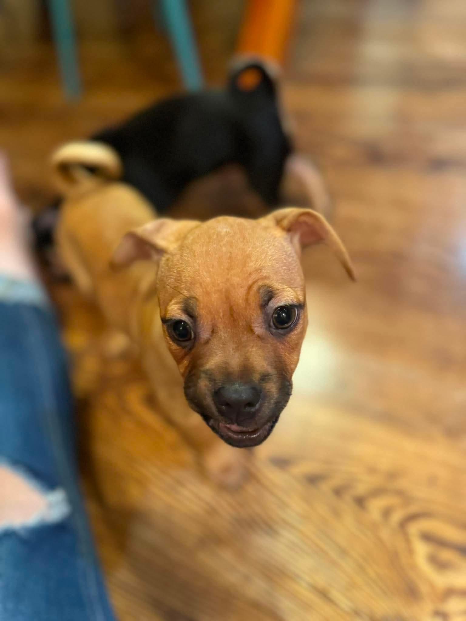 Rosie, a ADOPTABLE mixed breed in Byron, IL image 4/4