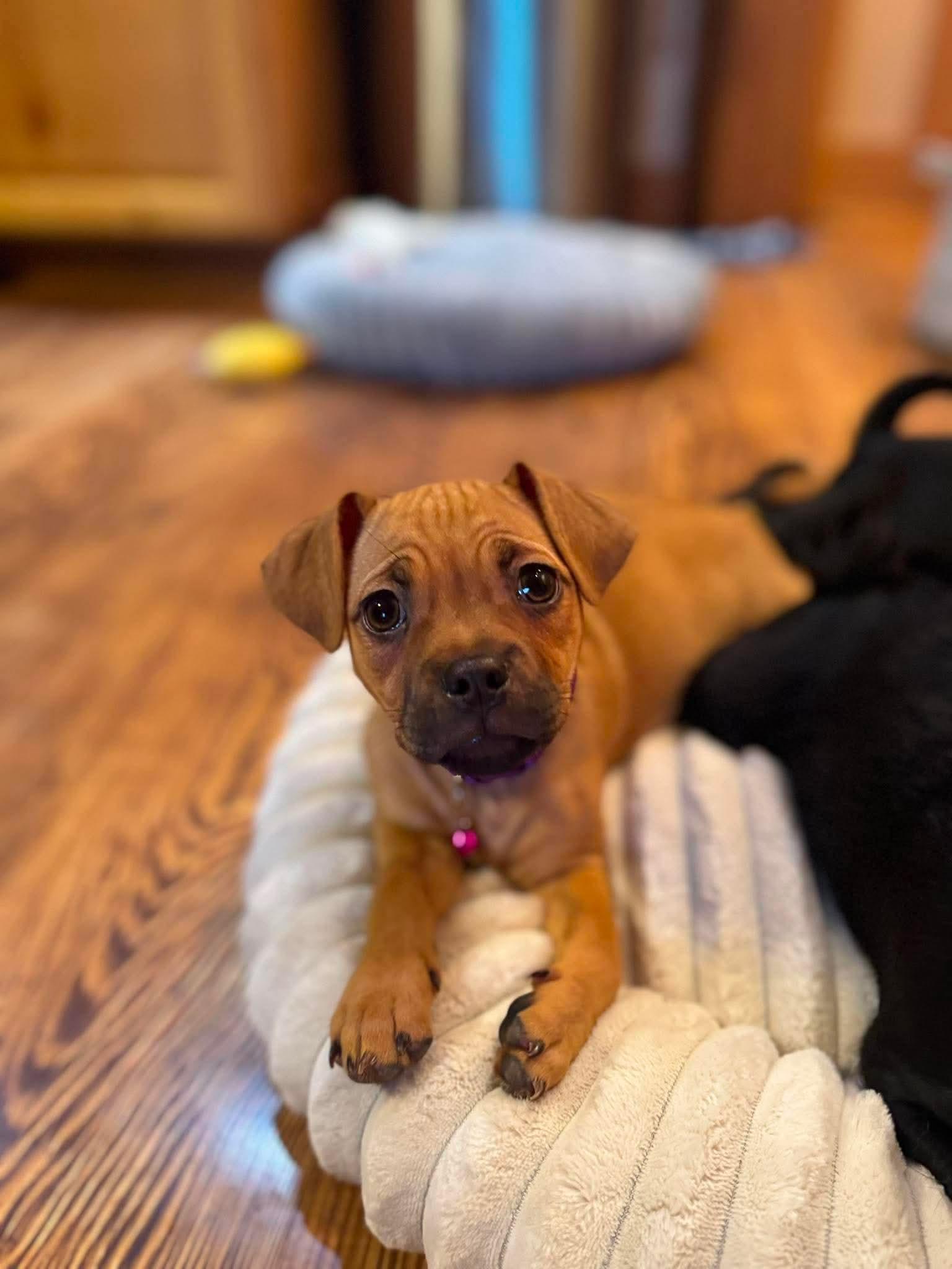 Rosie, a ADOPTABLE mixed breed in Byron, IL image 3/4