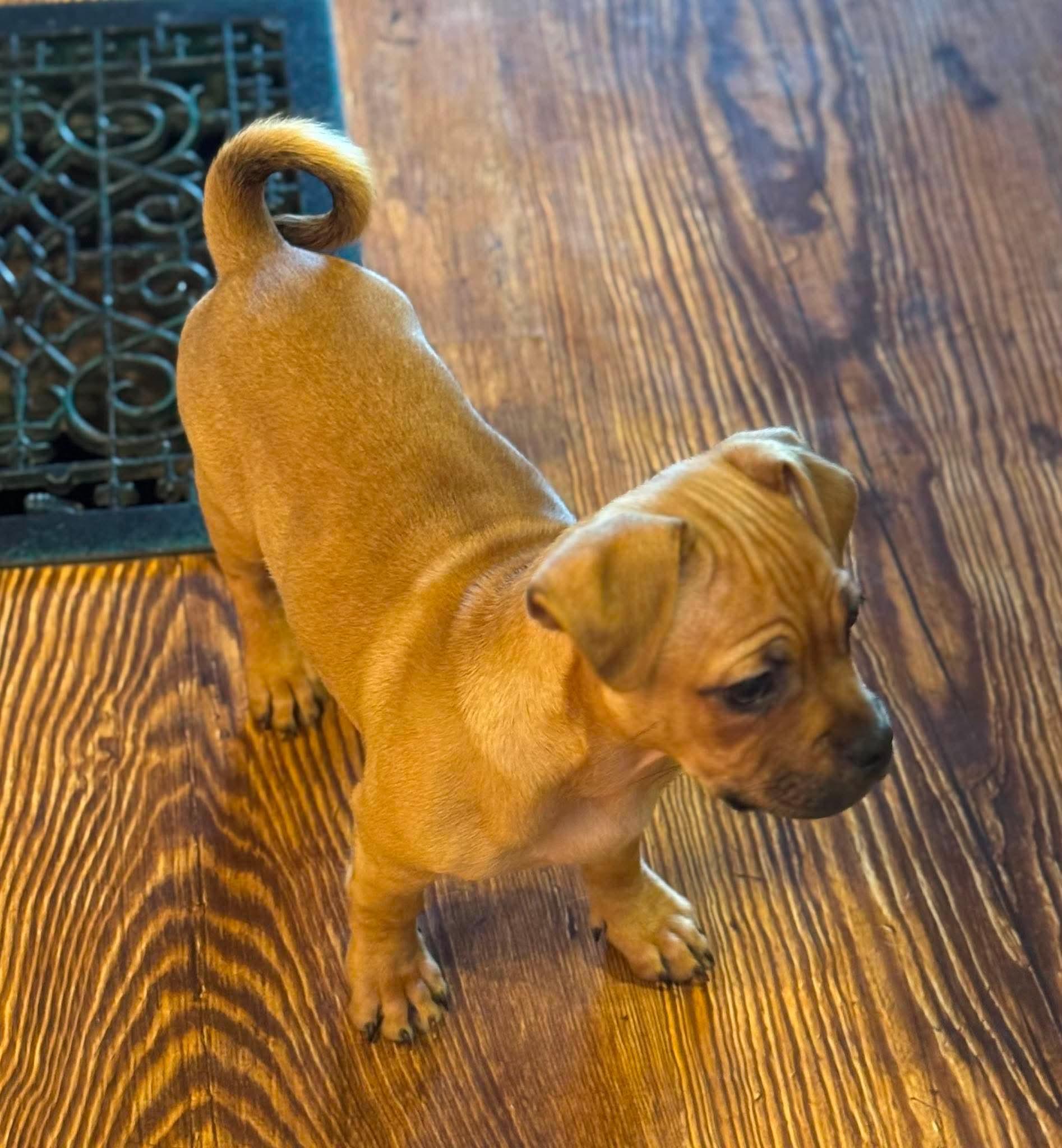 Rosie, a ADOPTABLE mixed breed in Byron, IL image 2/4