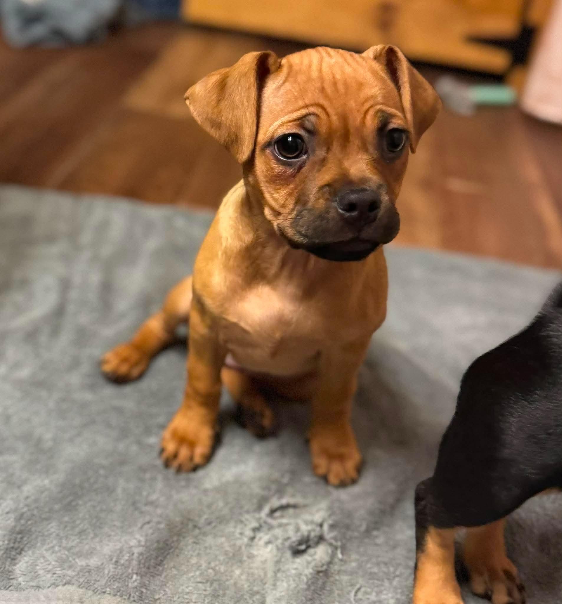 Rosie, ADOPTABLE, Puppy Female Pug & Shih Tzu.