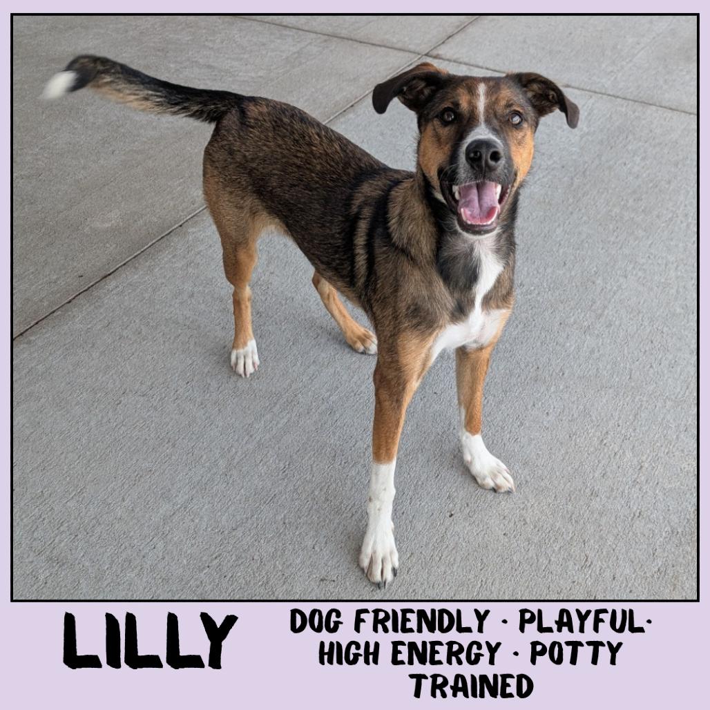 Lilly, Adoptable, Young Female Mixed Breed.