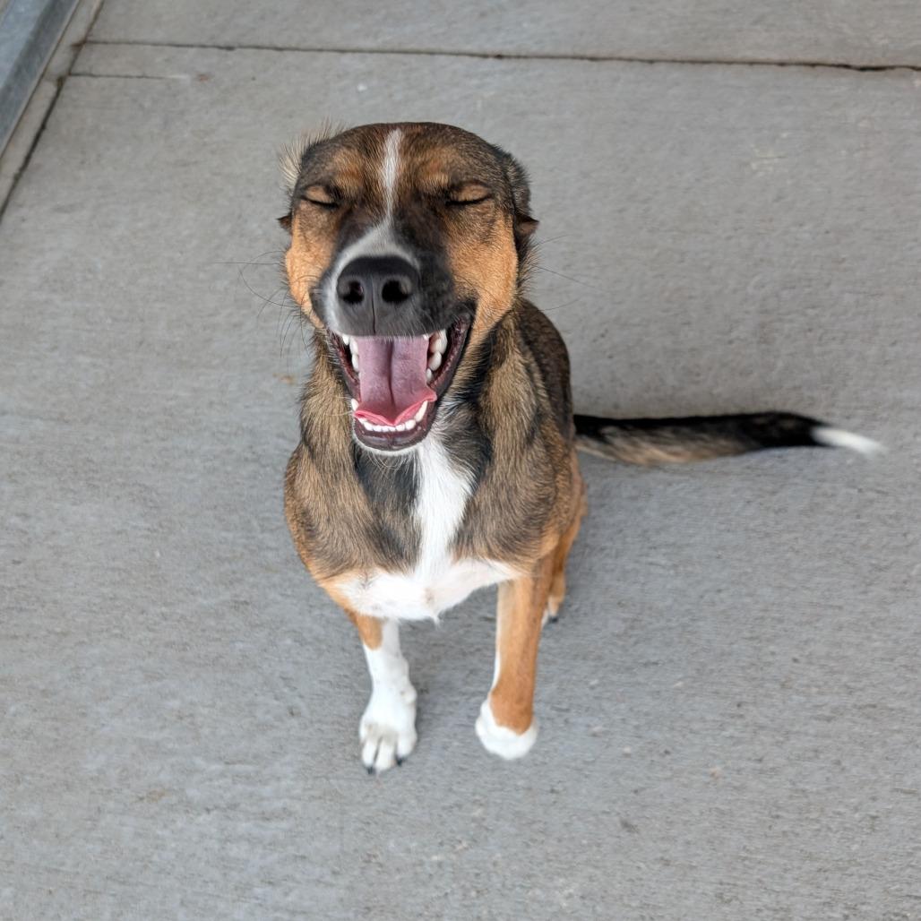 Enlarge Lilly, a Adoptable Mixed Breed in Emporia, KS image 2/6