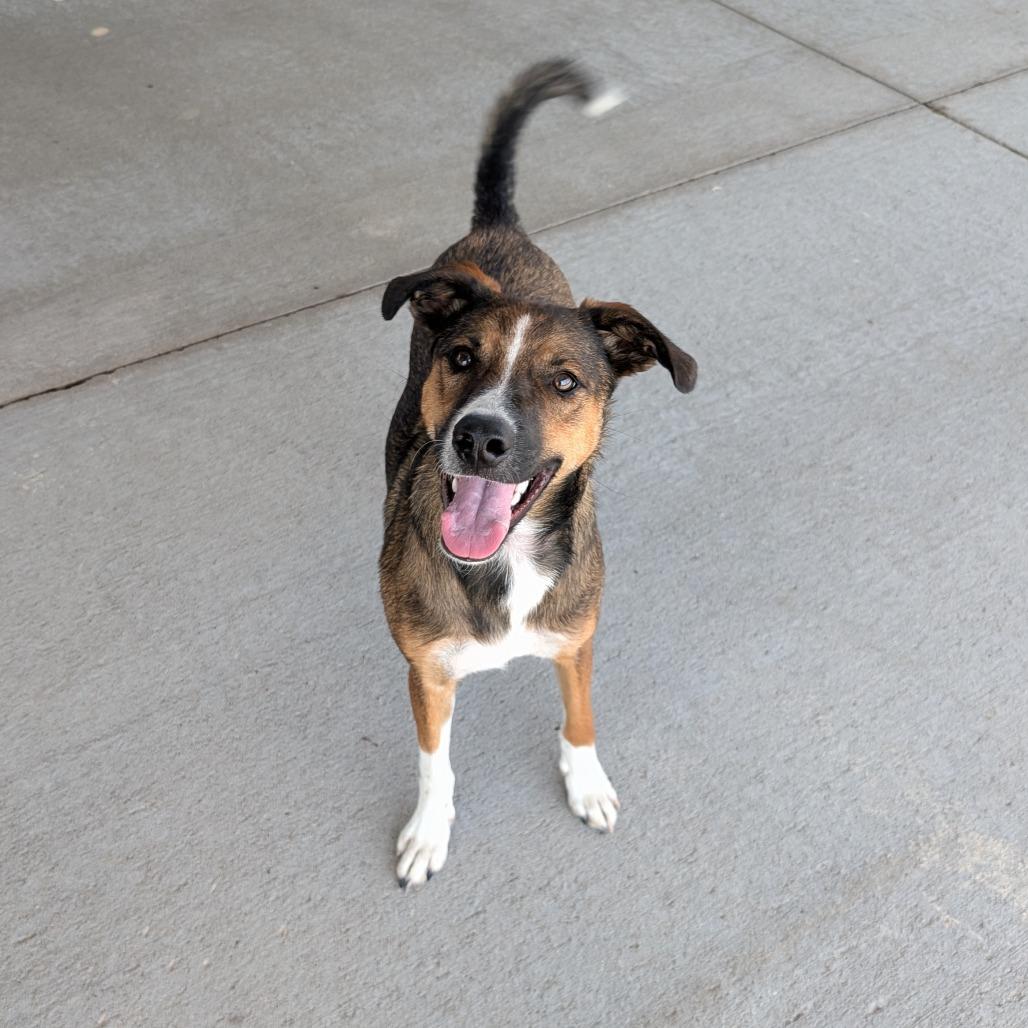 Enlarge Lilly, a Adoptable Mixed Breed in Emporia, KS image 5/6