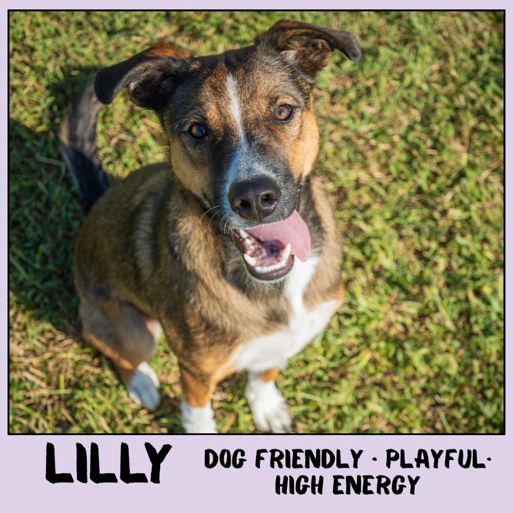 Enlarge Lilly, a Adoptable Mixed Breed in Emporia, KS image 5/6