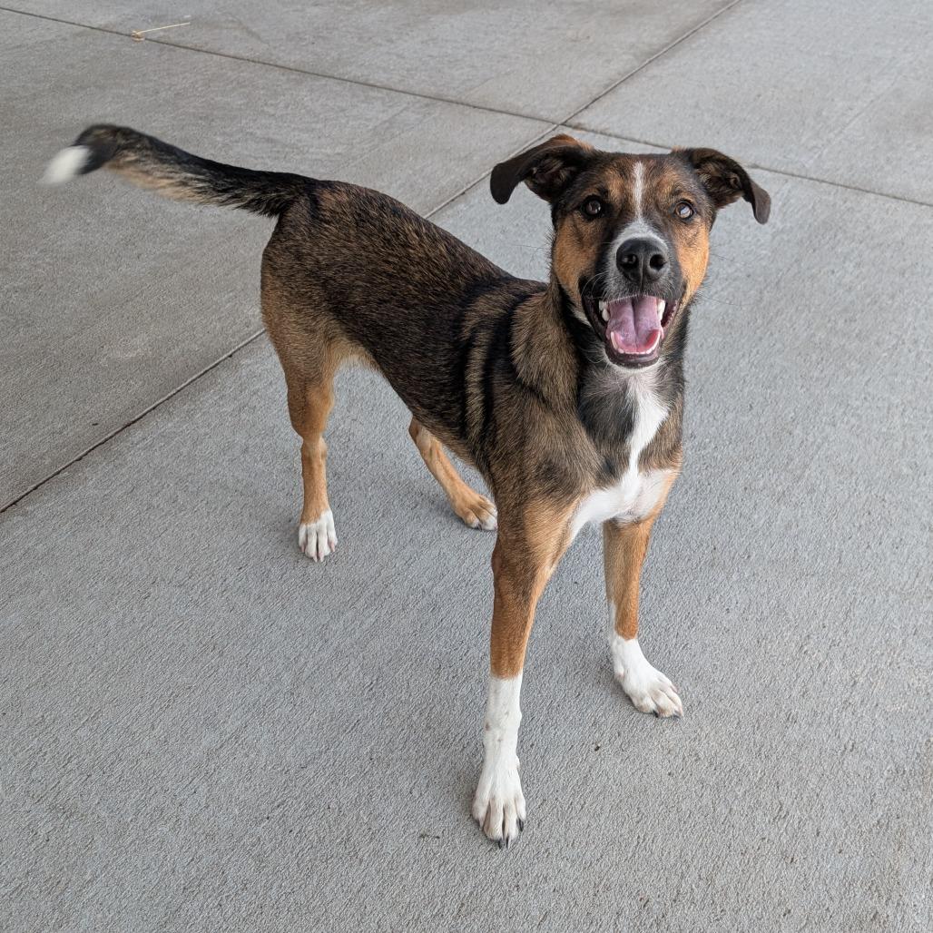 Enlarge Lilly, a Adoptable Mixed Breed in Emporia, KS image 6/6