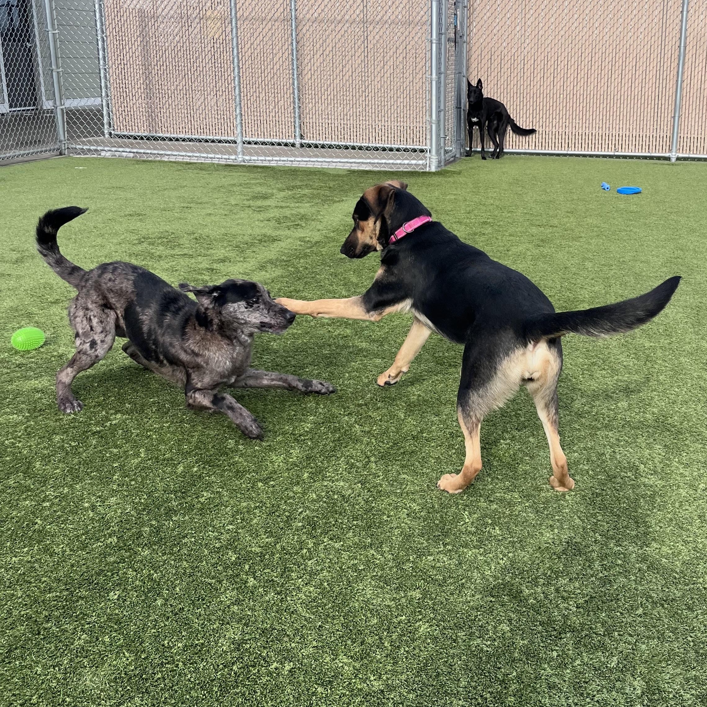 Enlarge Major , a ADOPTABLE mixed breed in Liberty, MO image 2/4