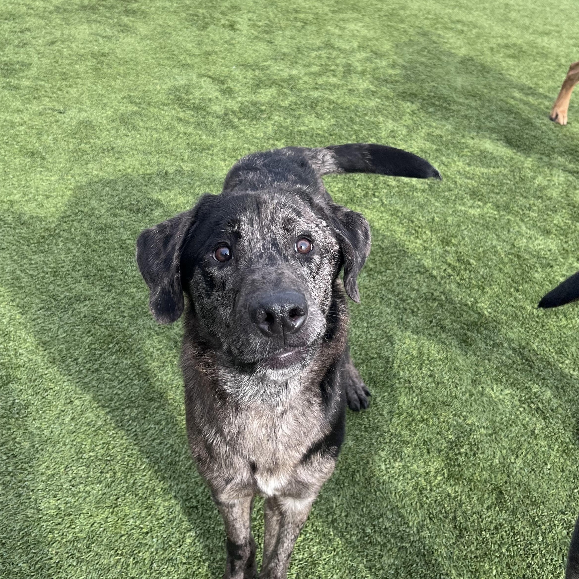 Enlarge Major , a ADOPTABLE mixed breed in Liberty, MO image 4/4