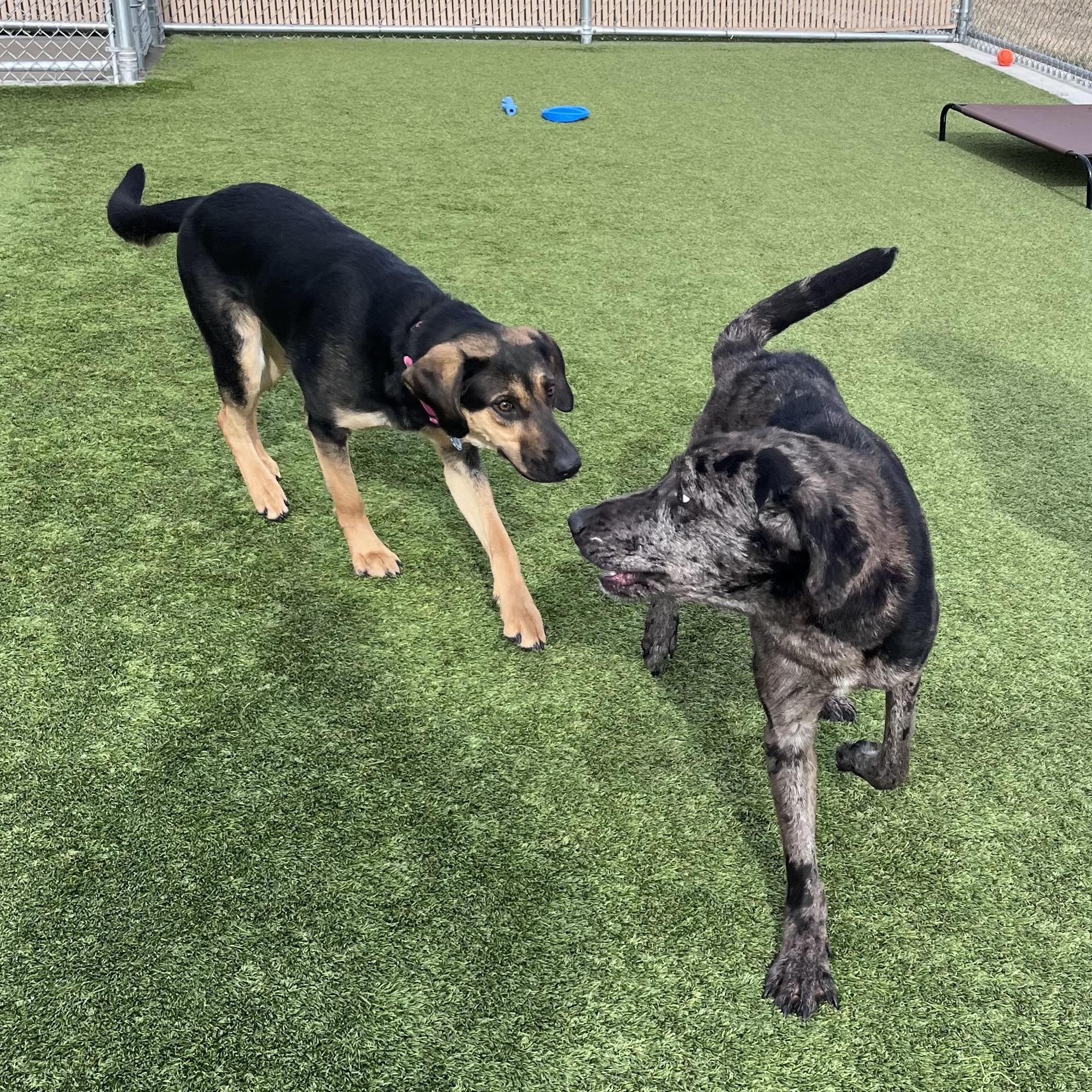 Enlarge Major , a ADOPTABLE mixed breed in Liberty, MO image 3/4