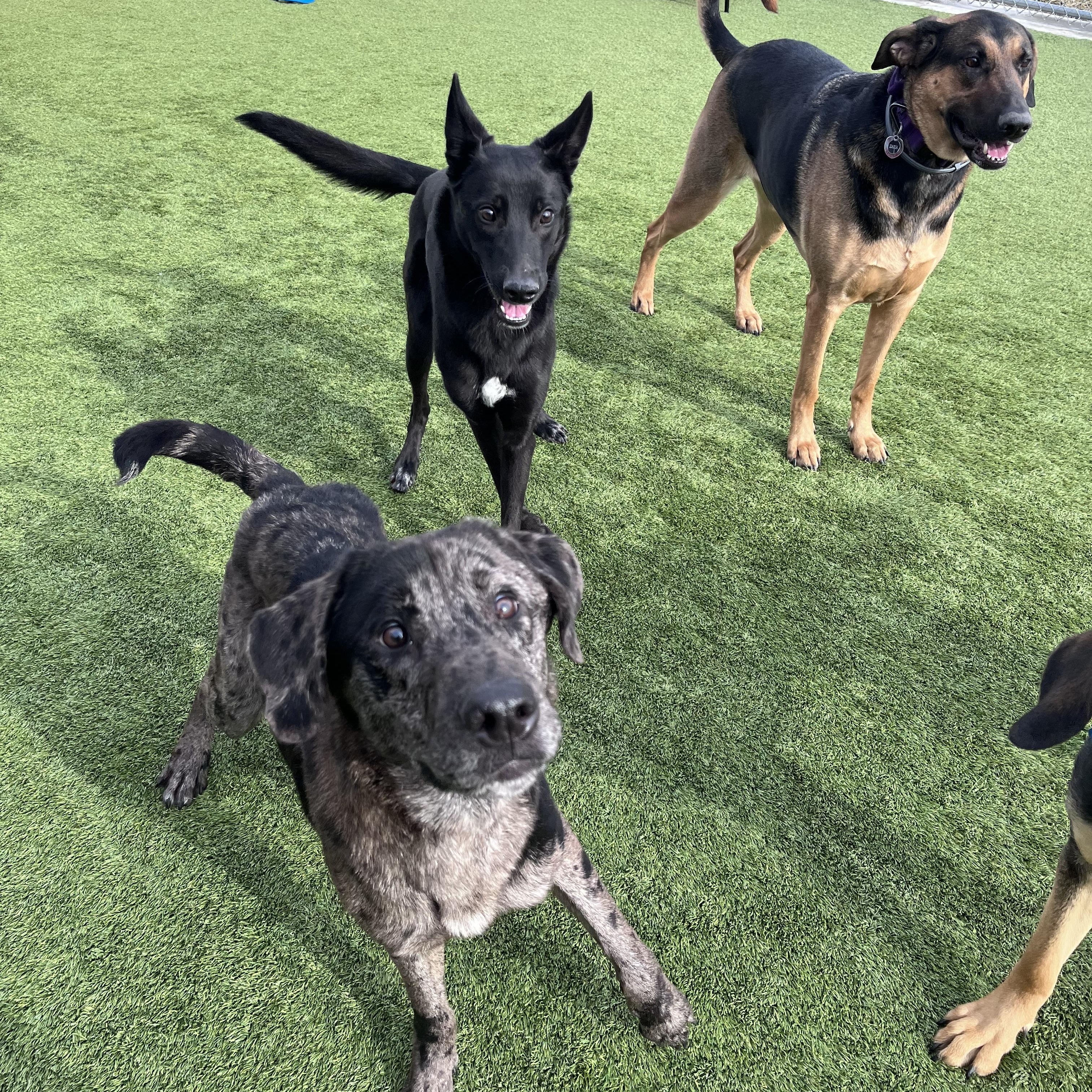 Major , ADOPTABLE, Adult Male Catahoula Leopard Dog.
