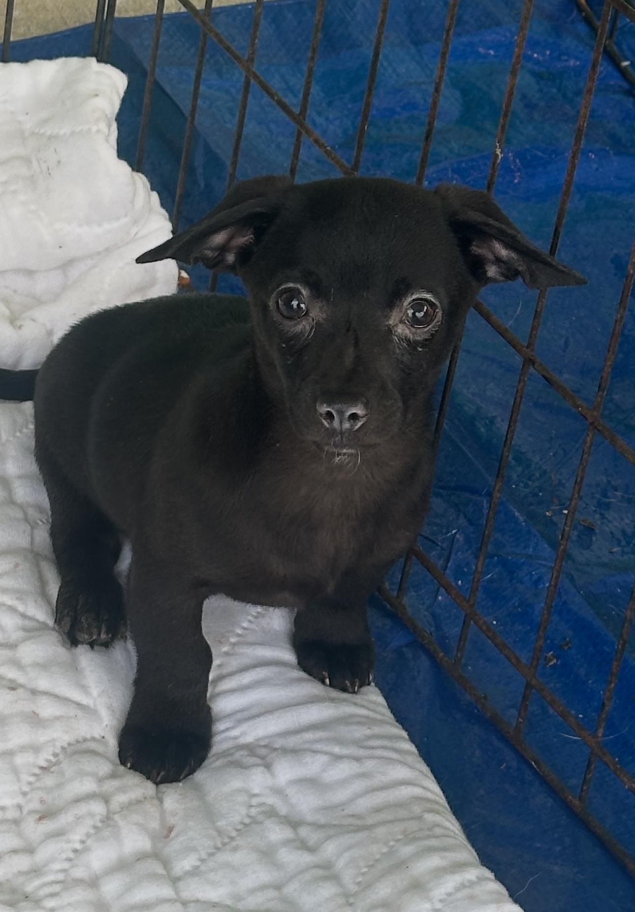 Enlarge Benny, a ADOPTABLE Chiweenie in La Palma, CA image 1/1