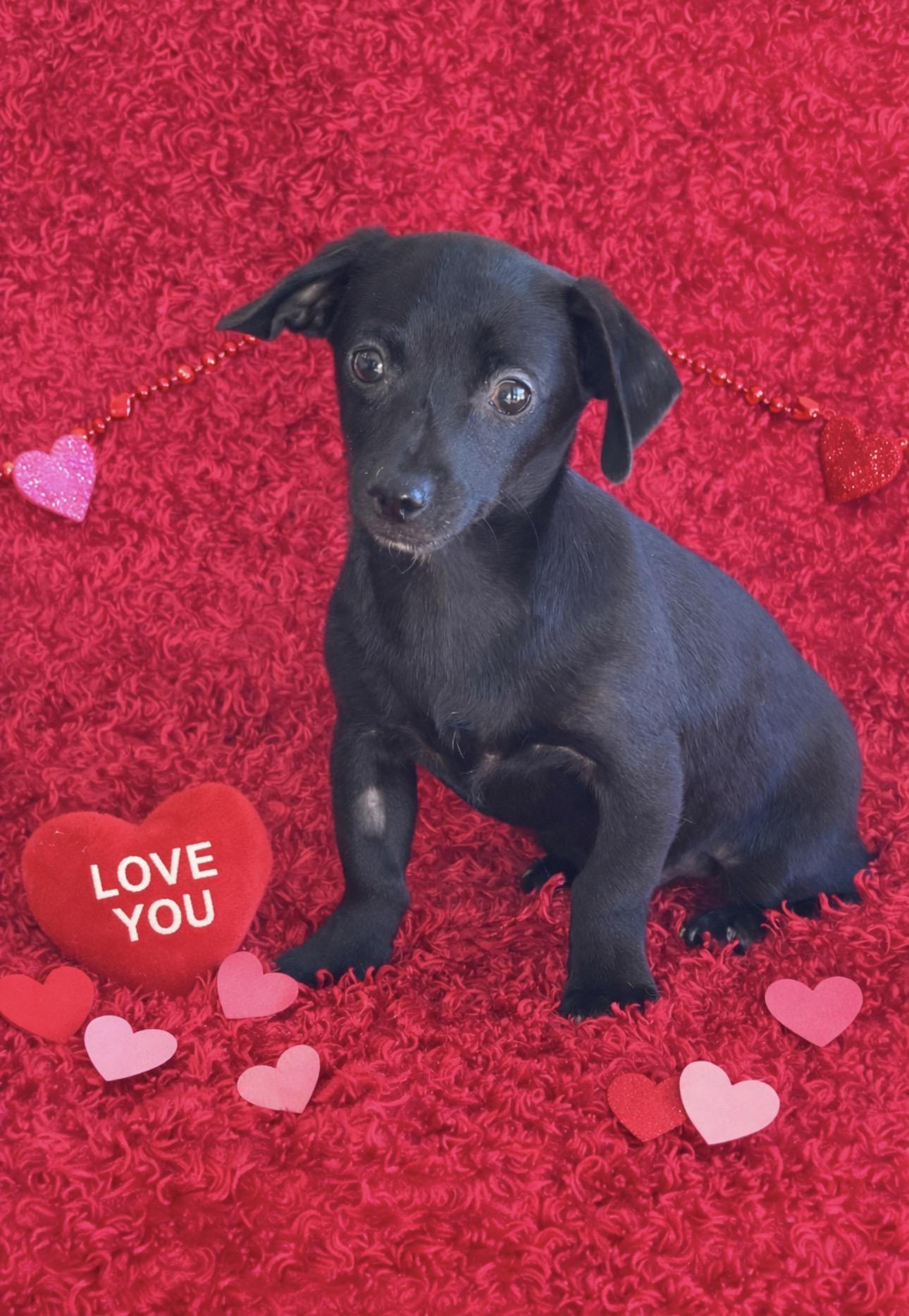 Benny, ADOPTABLE, Puppy Male Chiweenie.