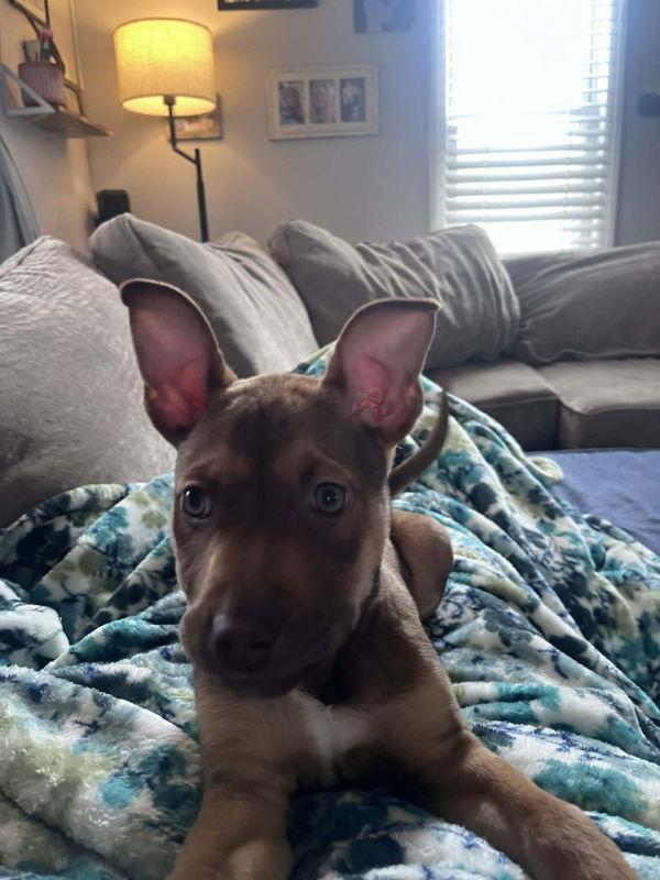 Trinity - Matrix, Adoptable, Puppy Female Terrier.