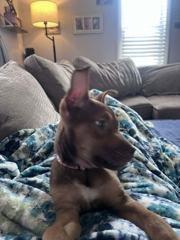 Enlarge Trinity - Matrix, a Adopted Terrier in Wyoming, MI image 2/3