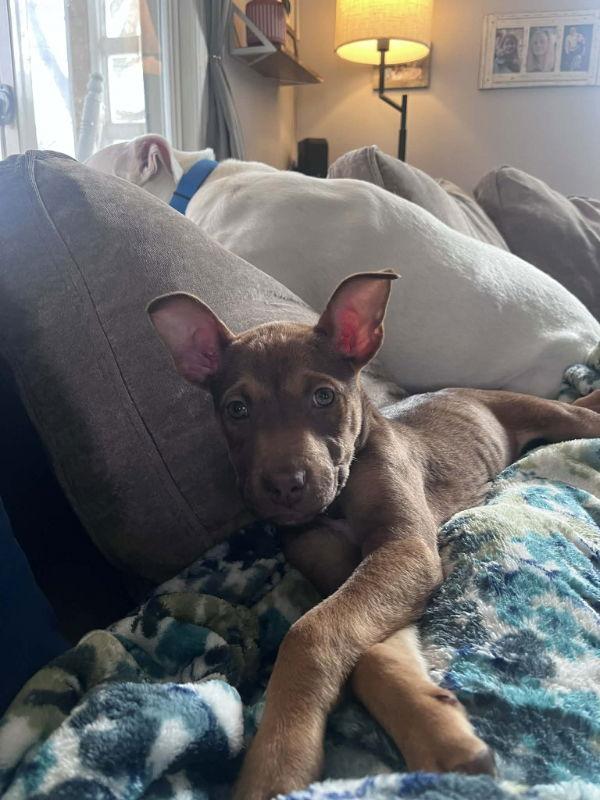 Enlarge Trinity - Matrix, a Adopted Terrier in Wyoming, MI image 3/3