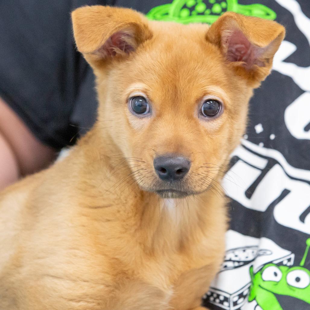 Enlarge Indiana Bones, a Adoptable Mixed Breed in Cartersville, GA image 1/4