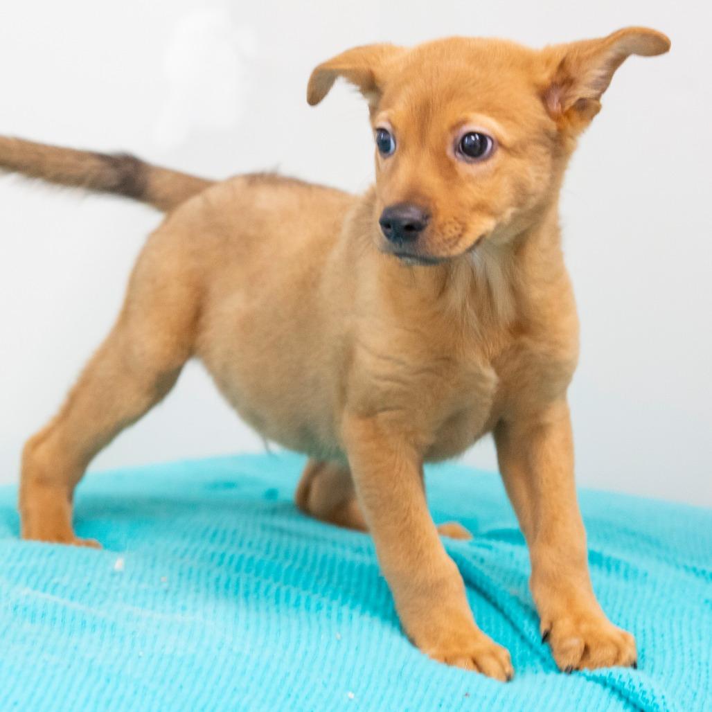 Enlarge Indiana Bones, a Adoptable Mixed Breed in Cartersville, GA image 2/4