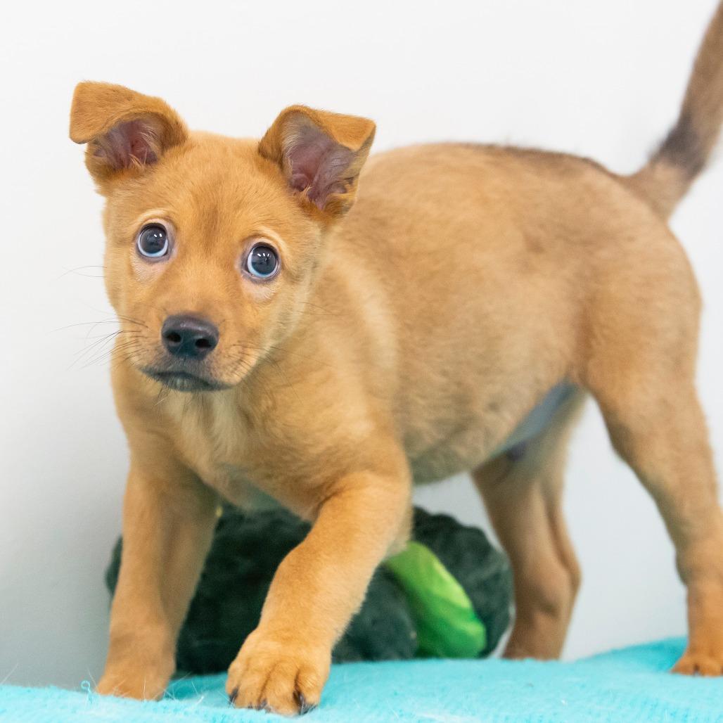 Enlarge Indiana Bones, a Adoptable Mixed Breed in Cartersville, GA image 3/4