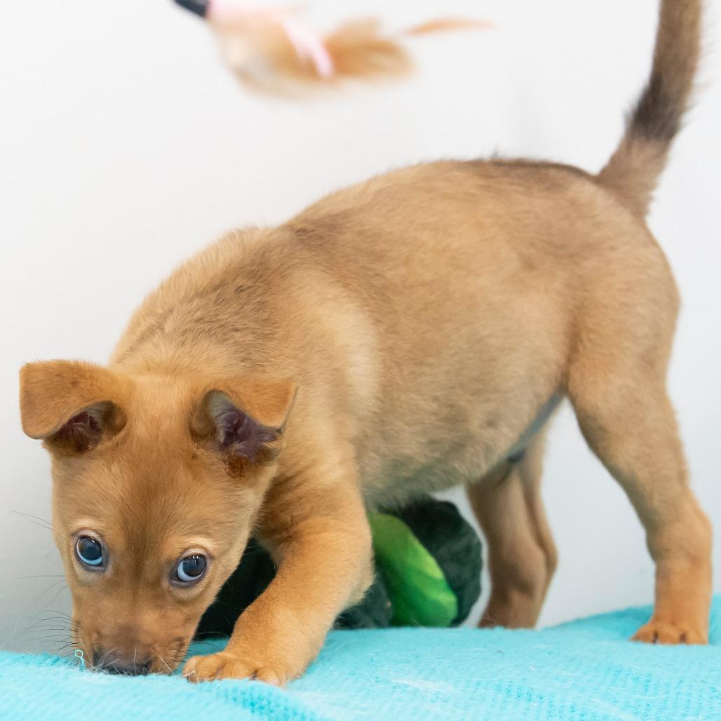 Enlarge Indiana Bones, a Adoptable Mixed Breed in Cartersville, GA image 4/4