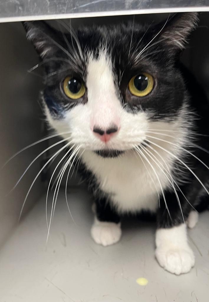 Calvin, adopted, Adult Male Domestic Short Hair.