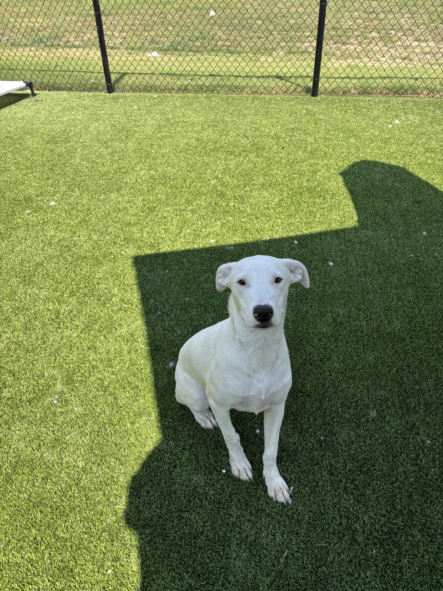 Enlarge Ivory, a Adoptable mixed breed in Sachse, TX image 1/1