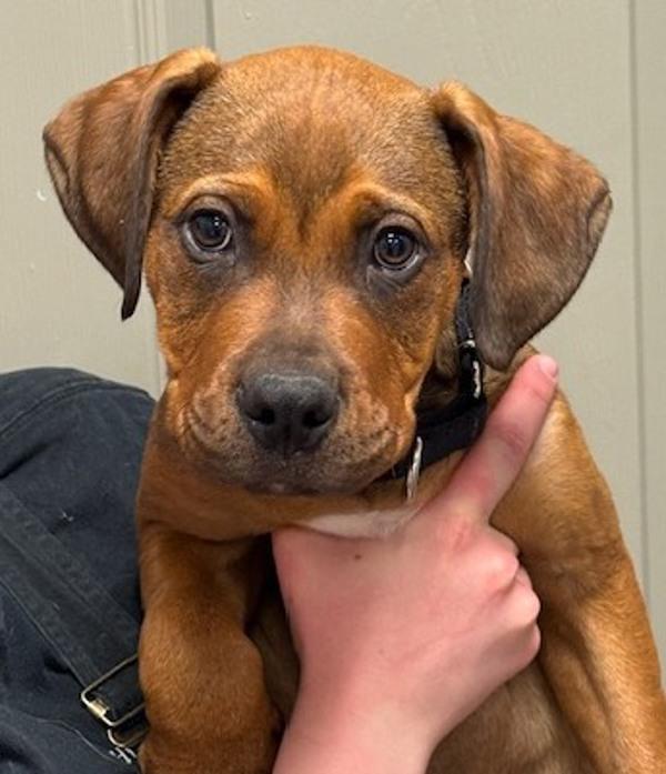 Brinx, Adoptable, Puppy Male Mastiff & Labrador Retriever.