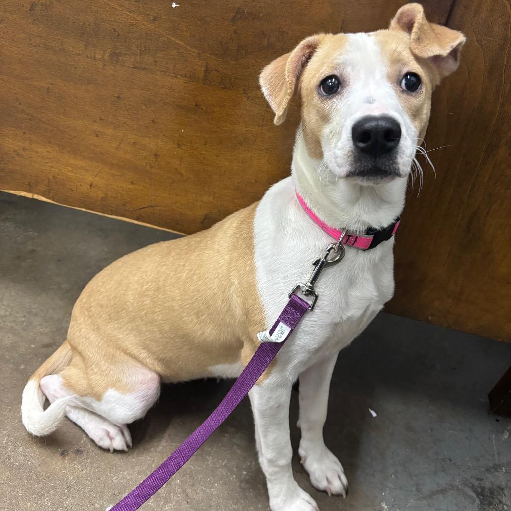 Summer Shoes, a Adoptable Mixed Breed in Corbin, KY image 1/6