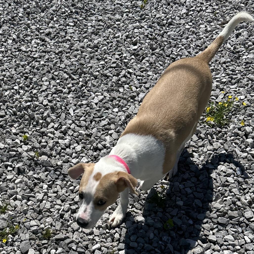 Summer Shoes, a Adoptable Mixed Breed in Corbin, KY image 2/6