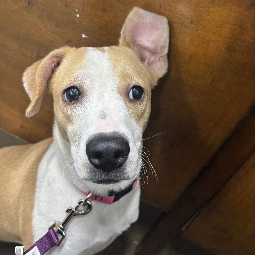 Summer Shoes, a Adoptable Mixed Breed in Corbin, KY image 4/6