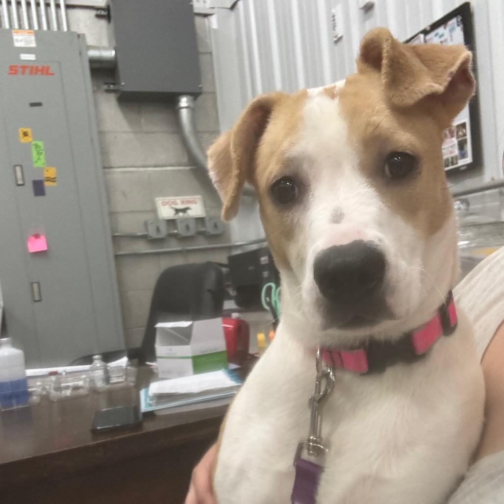 Summer Shoes, a Adoptable Mixed Breed in Corbin, KY image 5/6