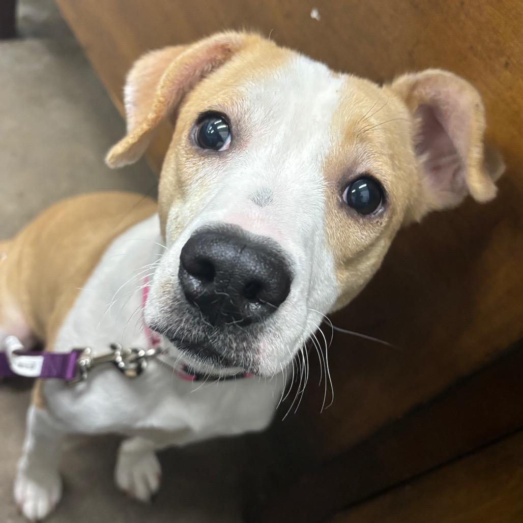 Summer Shoes, a Adoptable Mixed Breed in Corbin, KY image 6/6