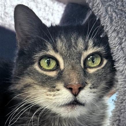 Dr. Edmund Dorothy, M.D., Adoptable, Senior Male Domestic Short Hair.