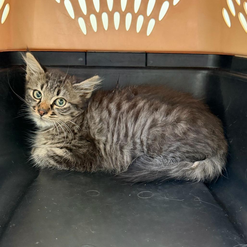 Enlarge Scrooge, a Adoptable Domestic Medium Hair image 1/1