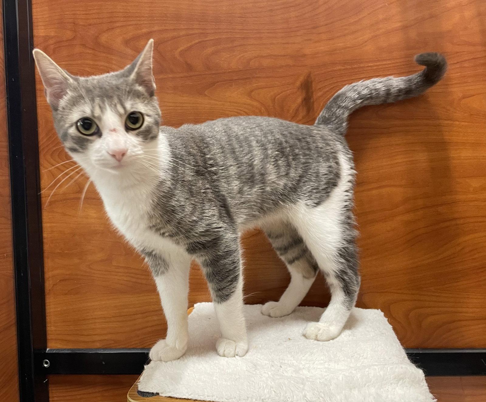 Fizzy, Adopted, Young Male Domestic Short Hair & Tabby.