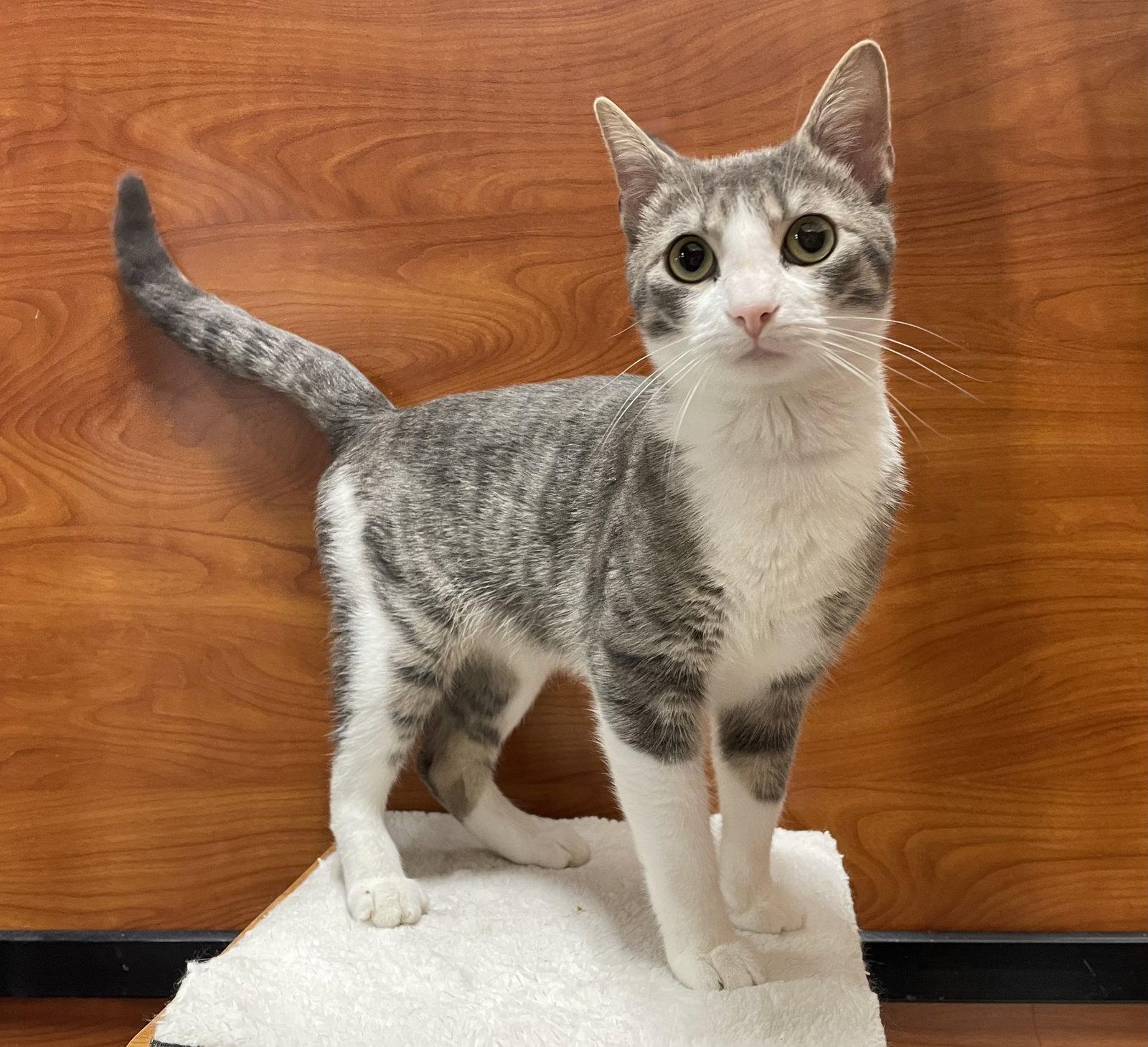 Fizzy, a Adopted mixed breed in Oxford, MS image 2/2