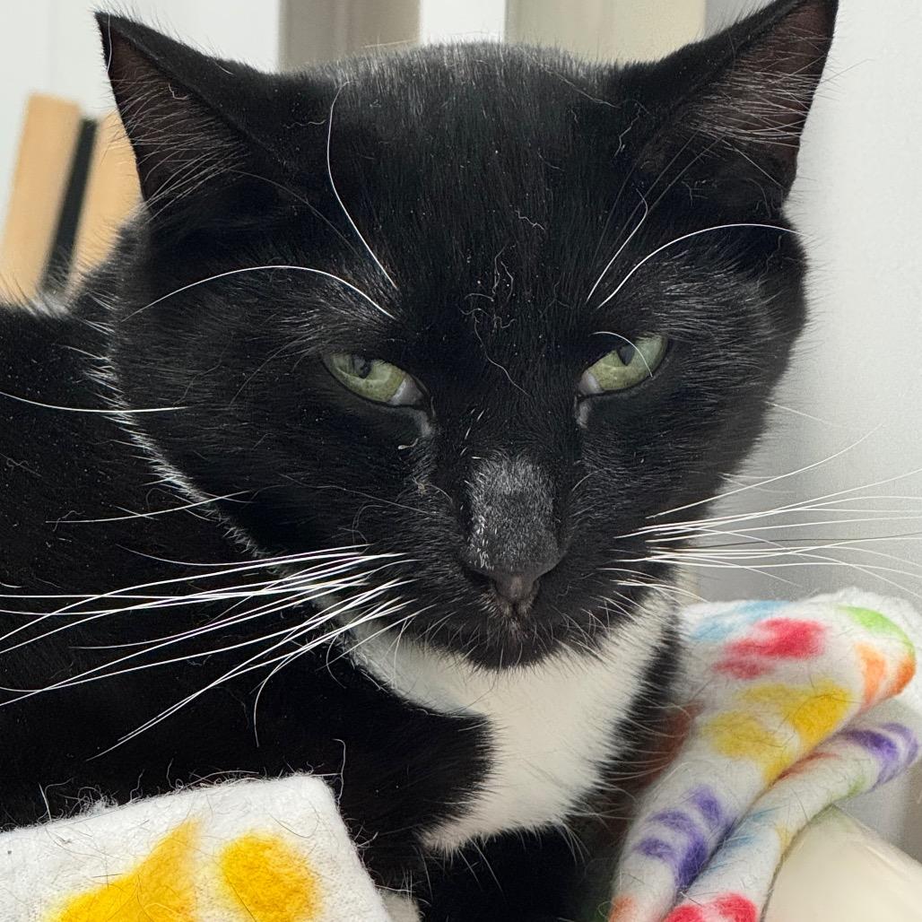 Enlarge Xander ARC2026-078, a Adoptable Domestic Short Hair in Akron, NY image 1/6