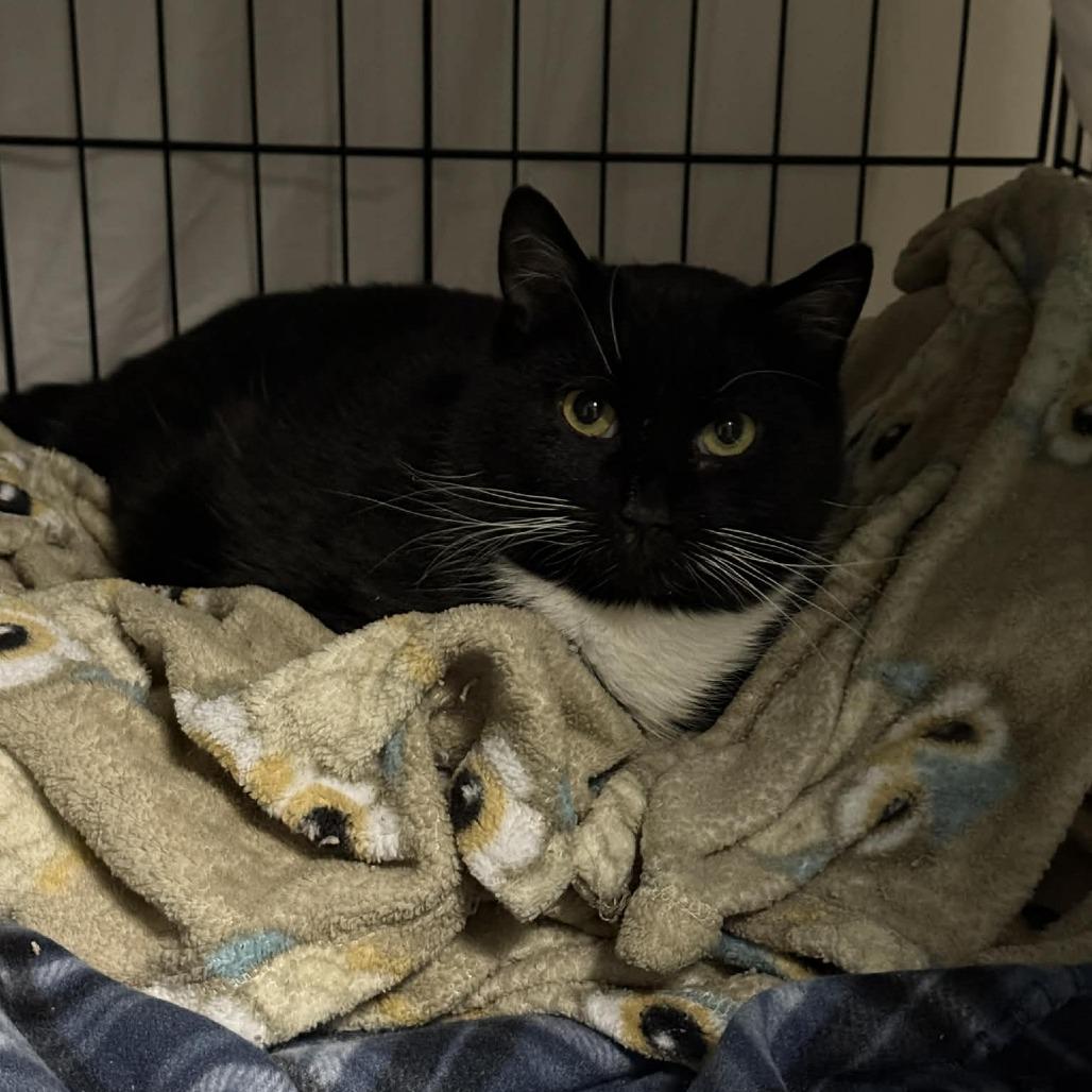 Xander ARC2026-078, Adoptable, Adult Male Domestic Short Hair.