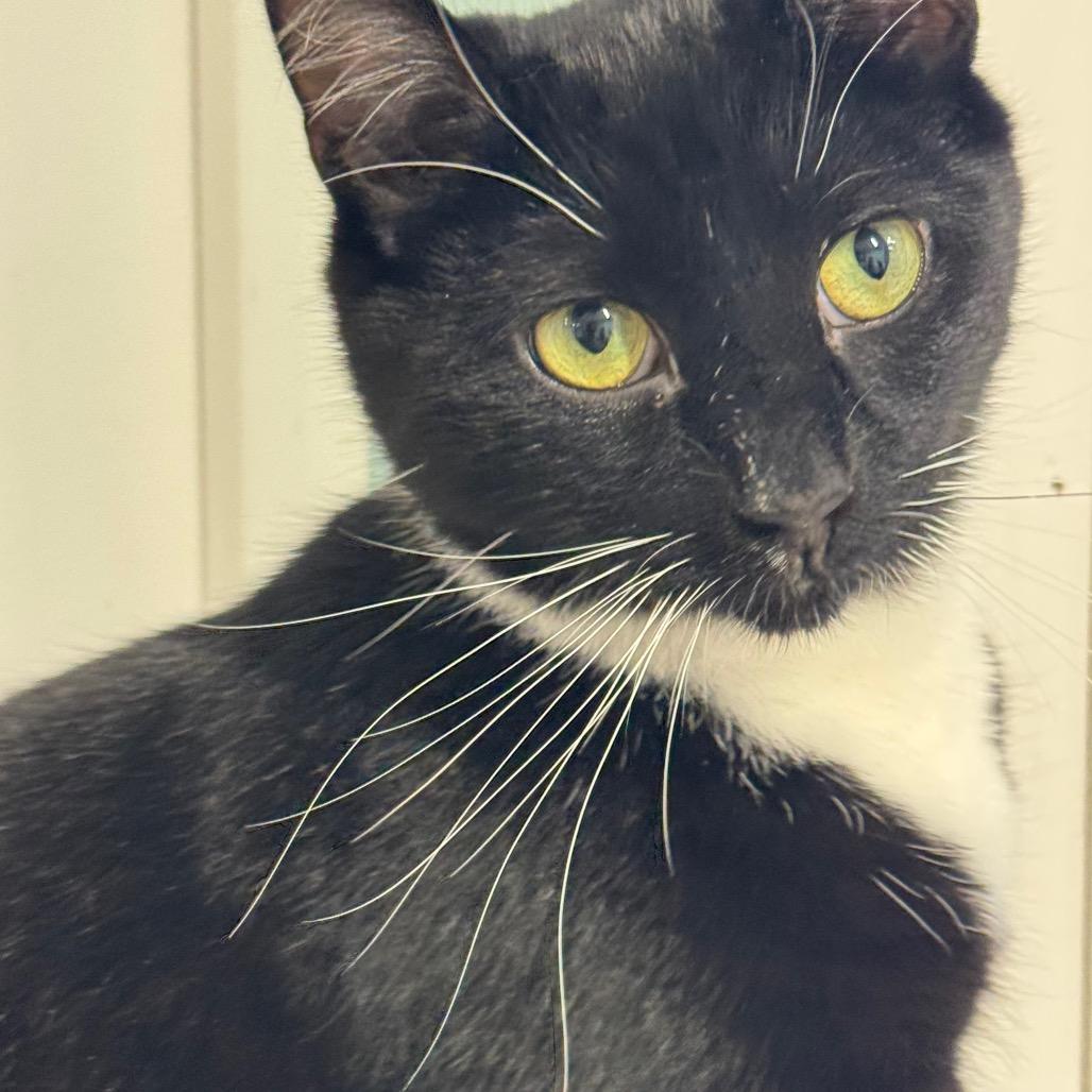 Enlarge Xander ARC2026-078, a Adoptable Domestic Short Hair in Akron, NY image 3/6
