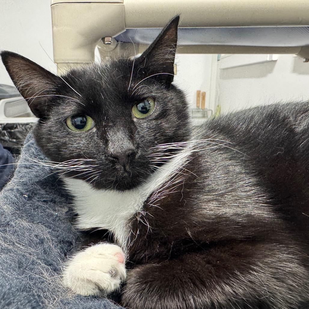 Enlarge Xander ARC2026-078, a Adoptable Domestic Short Hair in Akron, NY image 2/3