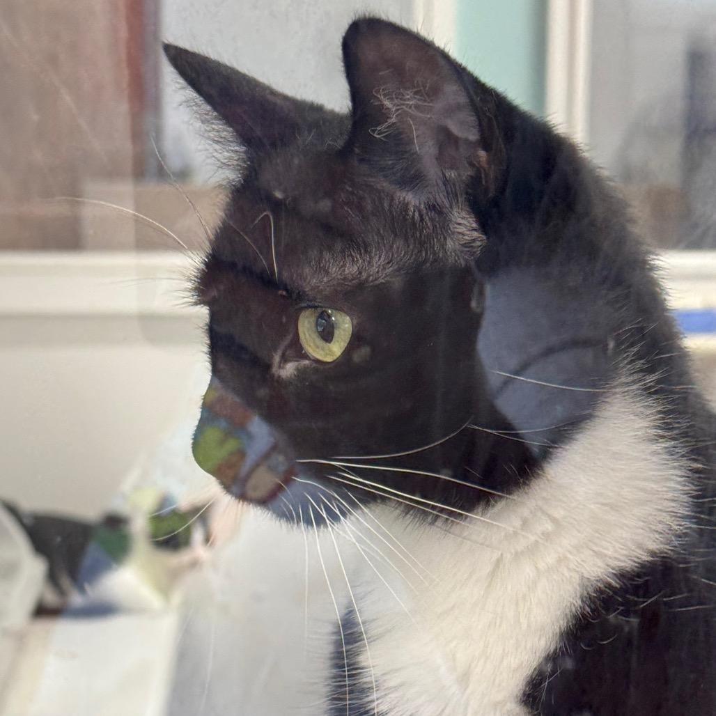 Enlarge Xander ARC2026-078, a Adoptable Domestic Short Hair in Akron, NY image 5/6