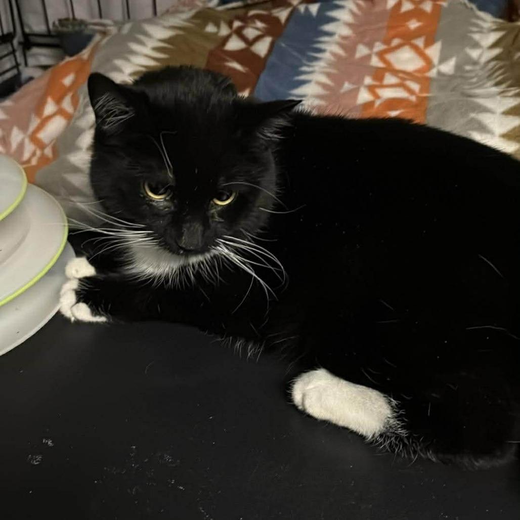 Enlarge Xander ARC2026-078, a Adoptable Domestic Short Hair in Akron, NY image 2/2