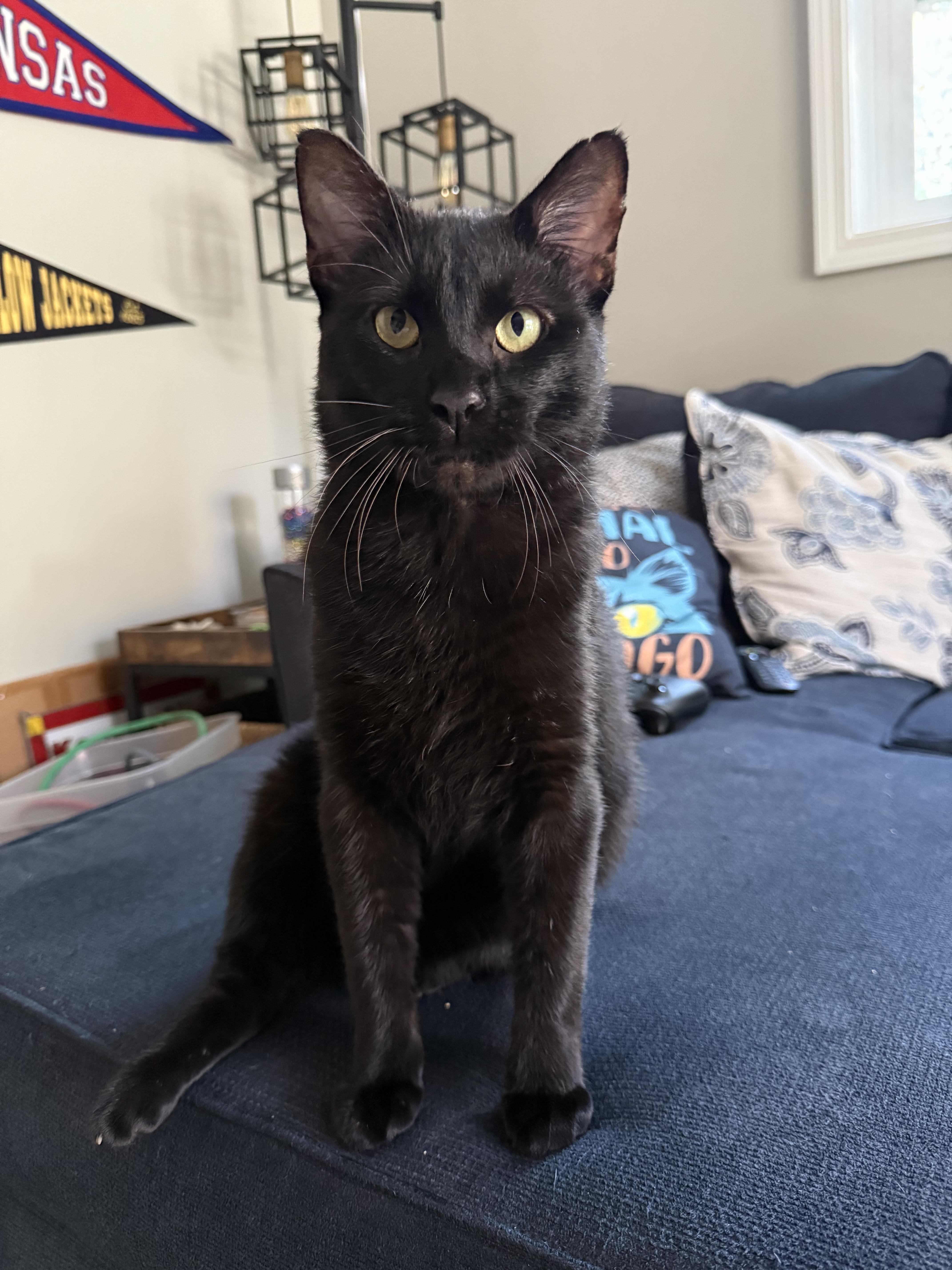 Enlarge Big Deal (Lap Cat), an adopted Domestic Short Hair in Avondale Estates, GA image 1/5