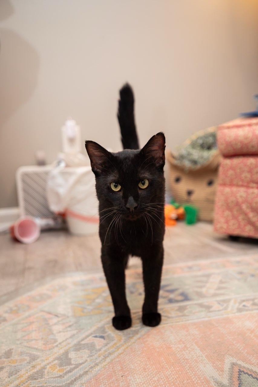 Enlarge Big Deal (Lap Cat), an adopted Domestic Short Hair in Avondale Estates, GA image 2/5