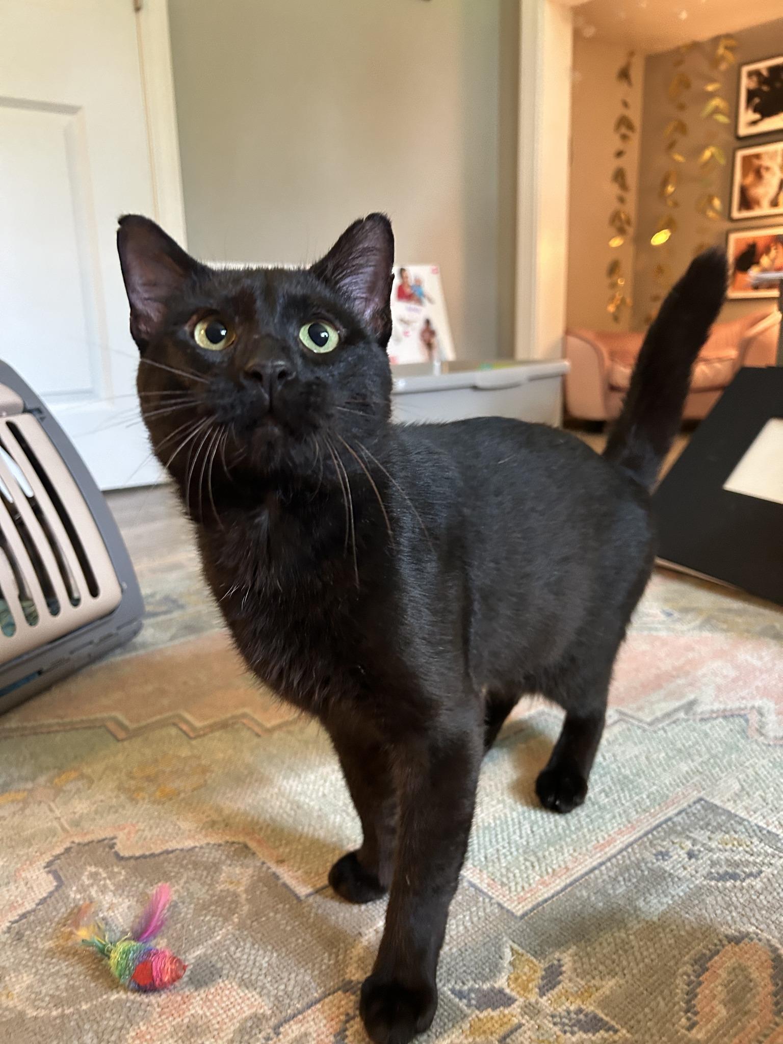 Enlarge Big Deal (Lap Cat), an adopted Domestic Short Hair in Avondale Estates, GA image 3/5