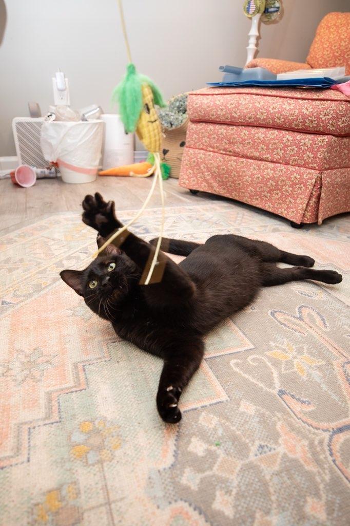 Enlarge Big Deal (Lap Cat), an adopted Domestic Short Hair in Avondale Estates, GA image 4/5