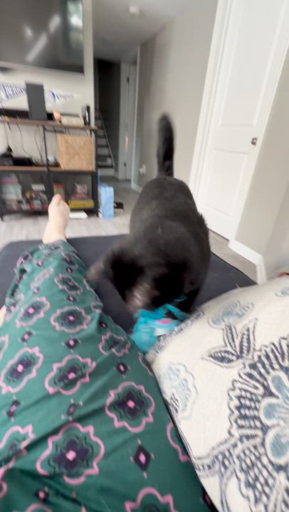 Enlarge Big Deal (Lap Cat), an adopted Domestic Short Hair in Avondale Estates, GA video 5/5