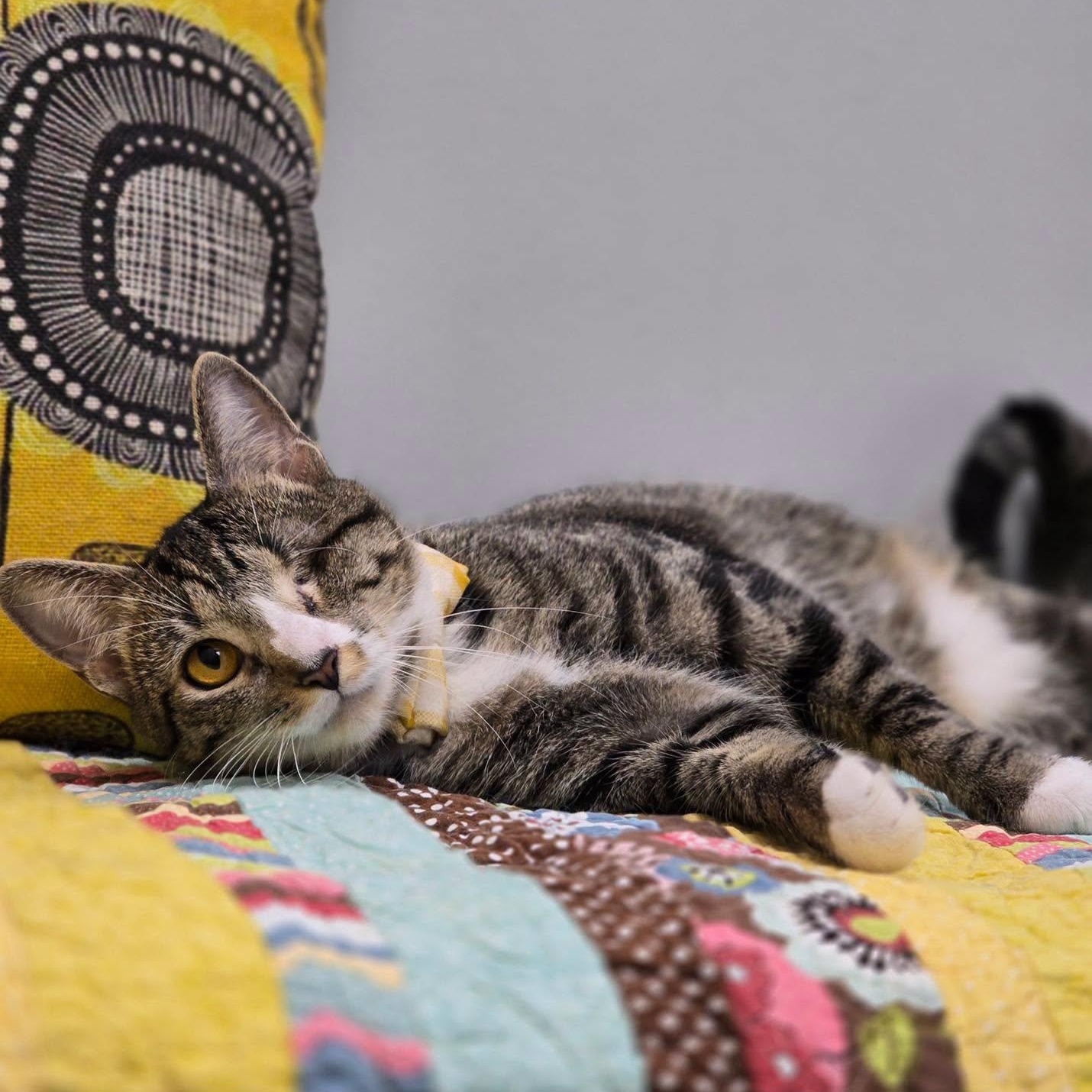Enlarge Sidney, a ADOPTABLE Domestic Short Hair in Effingham, IL image 2/3