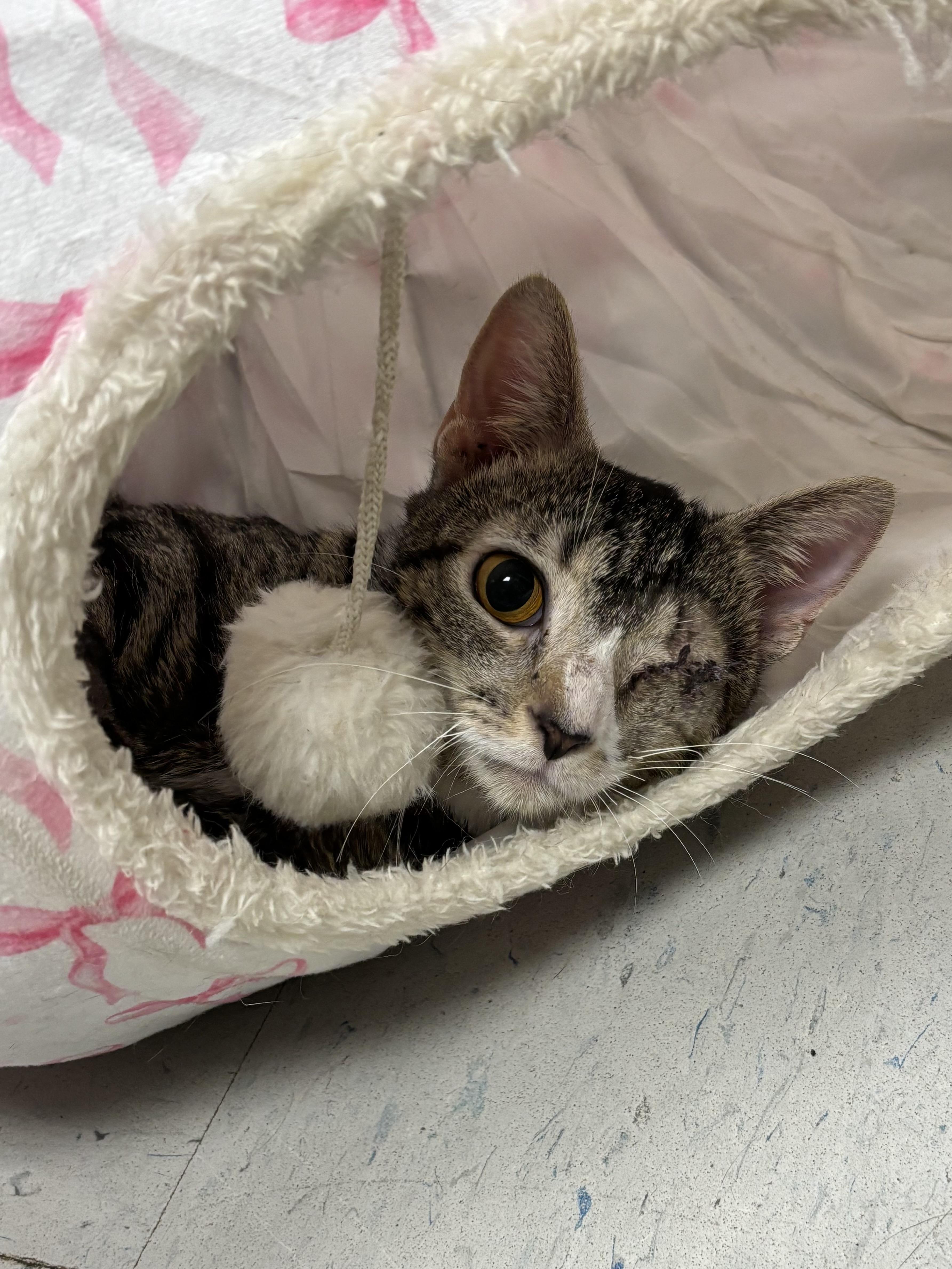 Sidney, ADOPTABLE, Adult Female Domestic Short Hair.