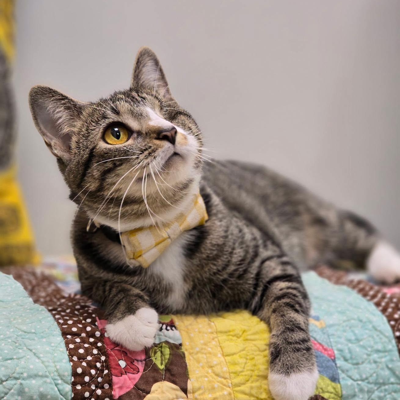 Enlarge Sidney, a ADOPTABLE Domestic Short Hair in Effingham, IL image 1/3